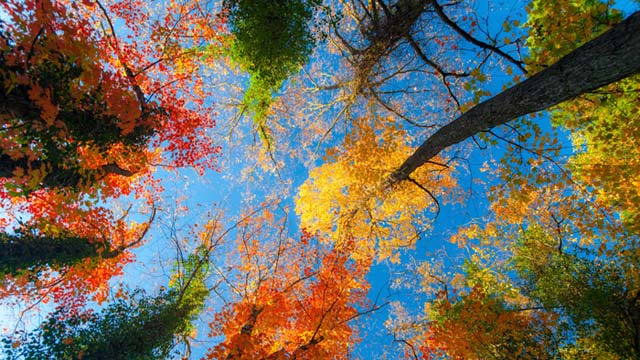 arbres d'automne